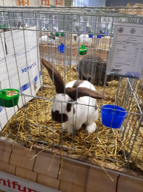 20190112_081930(0) - u -EXPO TARA FAGARASULUI-EXPOZITIA NATIONALA CLUB BRAHMA-COCHIN FĂGĂRAȘ