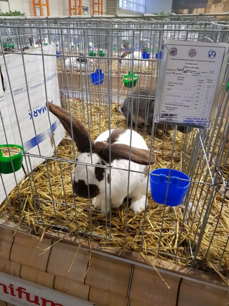  - u -EXPO TARA FAGARASULUI-EXPOZITIA NATIONALA CLUB BRAHMA-COCHIN FĂGĂRAȘ