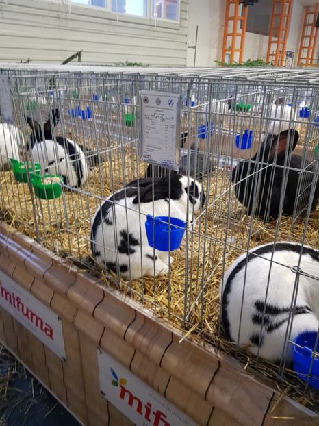  - u -EXPO TARA FAGARASULUI-EXPOZITIA NATIONALA CLUB BRAHMA-COCHIN FĂGĂRAȘ