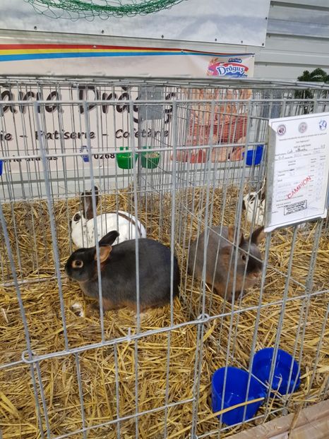  - u -EXPO TARA FAGARASULUI-EXPOZITIA NATIONALA CLUB BRAHMA-COCHIN FĂGĂRAȘ