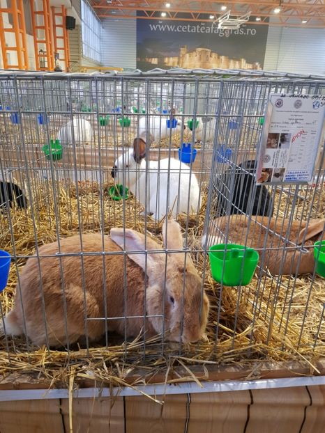  - u -EXPO TARA FAGARASULUI-EXPOZITIA NATIONALA CLUB BRAHMA-COCHIN FĂGĂRAȘ
