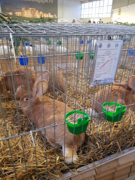  - u -EXPO TARA FAGARASULUI-EXPOZITIA NATIONALA CLUB BRAHMA-COCHIN FĂGĂRAȘ