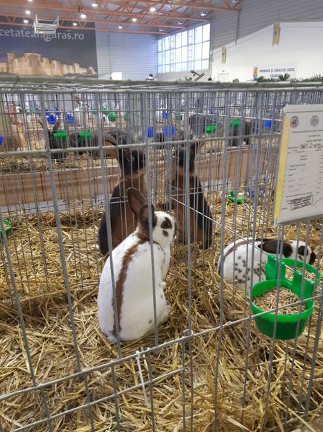  - u -EXPO TARA FAGARASULUI-EXPOZITIA NATIONALA CLUB BRAHMA-COCHIN FĂGĂRAȘ