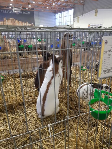  - u -EXPO TARA FAGARASULUI-EXPOZITIA NATIONALA CLUB BRAHMA-COCHIN FĂGĂRAȘ