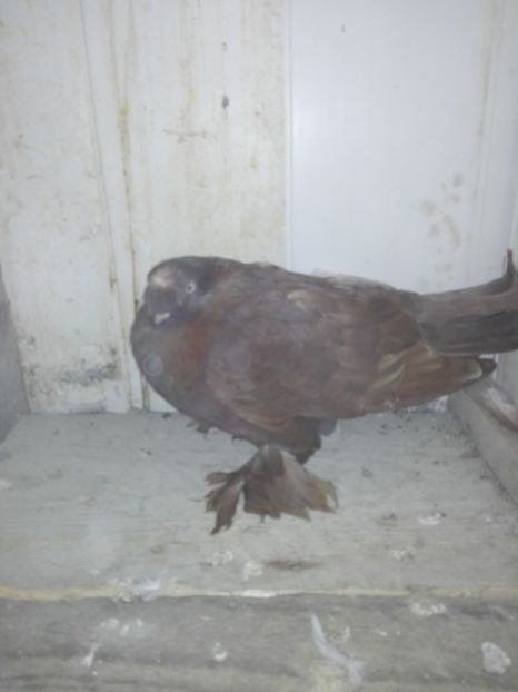 Mascul - 000-DE-VANZARE-trimit in tara