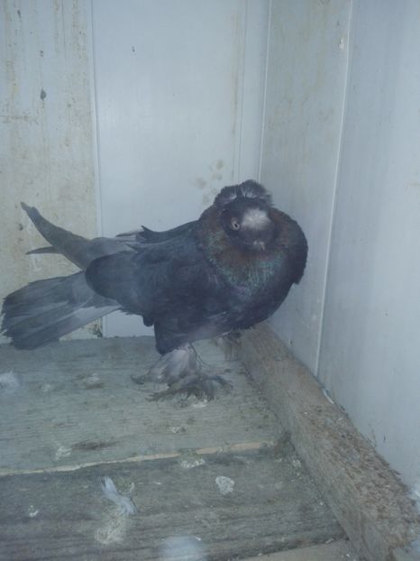 Mascul 2018 - 000-DE-VANZARE-trimit in tara