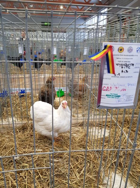 20190112_084604(0) - u -EXPO TARA FAGARASULUI-EXPOZITIA NATIONALA CLUB BRAHMA-COCHIN FĂGĂRAȘ