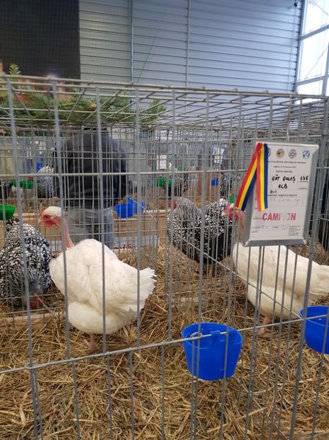  - u -EXPO TARA FAGARASULUI-EXPOZITIA NATIONALA CLUB BRAHMA-COCHIN FĂGĂRAȘ