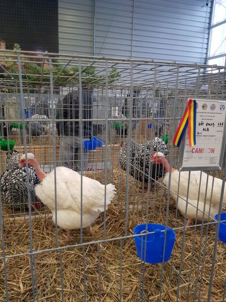  - u -EXPO TARA FAGARASULUI-EXPOZITIA NATIONALA CLUB BRAHMA-COCHIN FĂGĂRAȘ