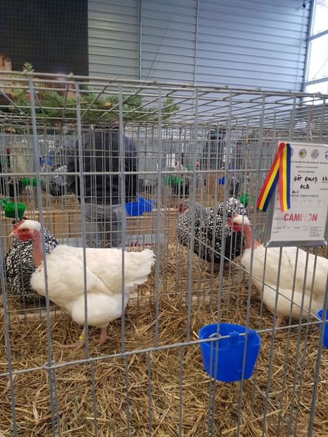 - u -EXPO TARA FAGARASULUI-EXPOZITIA NATIONALA CLUB BRAHMA-COCHIN FĂGĂRAȘ