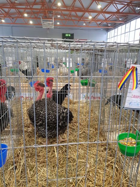 20190112_084732(0) - u -EXPO TARA FAGARASULUI-EXPOZITIA NATIONALA CLUB BRAHMA-COCHIN FĂGĂRAȘ