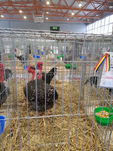  - u -EXPO TARA FAGARASULUI-EXPOZITIA NATIONALA CLUB BRAHMA-COCHIN FĂGĂRAȘ