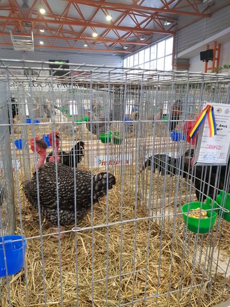  - u -EXPO TARA FAGARASULUI-EXPOZITIA NATIONALA CLUB BRAHMA-COCHIN FĂGĂRAȘ