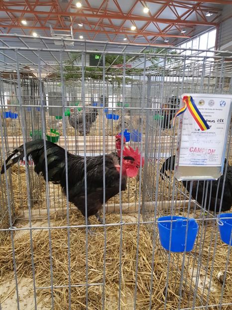  - u -EXPO TARA FAGARASULUI-EXPOZITIA NATIONALA CLUB BRAHMA-COCHIN FĂGĂRAȘ