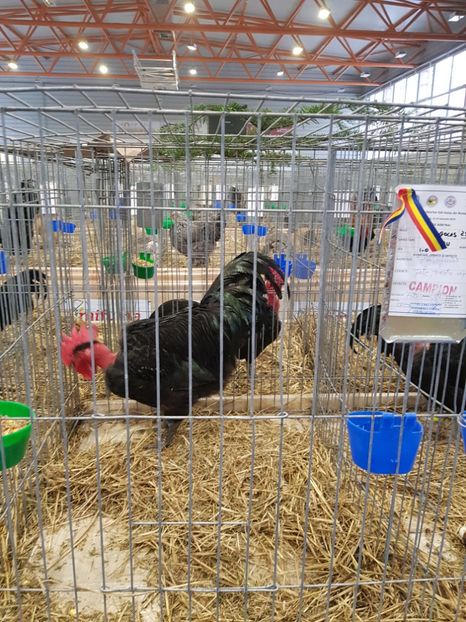  - u -EXPO TARA FAGARASULUI-EXPOZITIA NATIONALA CLUB BRAHMA-COCHIN FĂGĂRAȘ
