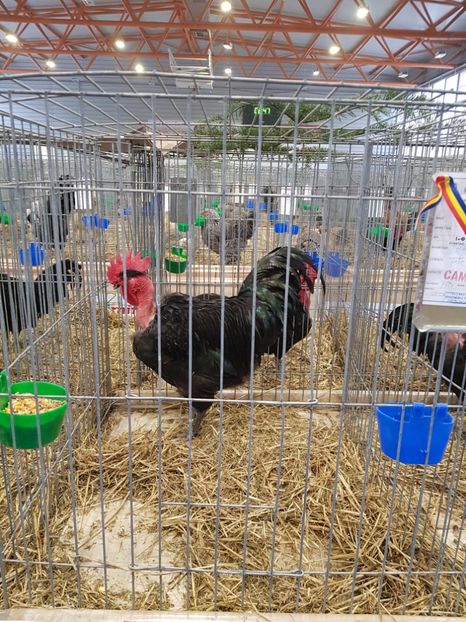  - u -EXPO TARA FAGARASULUI-EXPOZITIA NATIONALA CLUB BRAHMA-COCHIN FĂGĂRAȘ