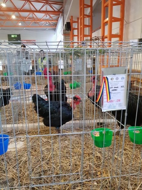  - u -EXPO TARA FAGARASULUI-EXPOZITIA NATIONALA CLUB BRAHMA-COCHIN FĂGĂRAȘ