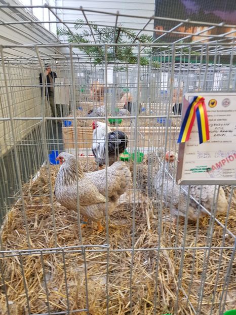 20190112_084824(0) - u -EXPO TARA FAGARASULUI-EXPOZITIA NATIONALA CLUB BRAHMA-COCHIN FĂGĂRAȘ