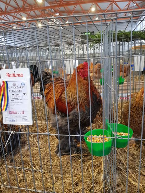  - u -EXPO TARA FAGARASULUI-EXPOZITIA NATIONALA CLUB BRAHMA-COCHIN FĂGĂRAȘ