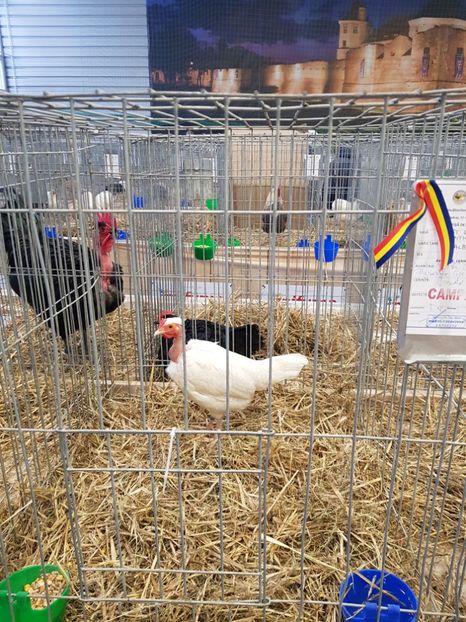  - u -EXPO TARA FAGARASULUI-EXPOZITIA NATIONALA CLUB BRAHMA-COCHIN FĂGĂRAȘ