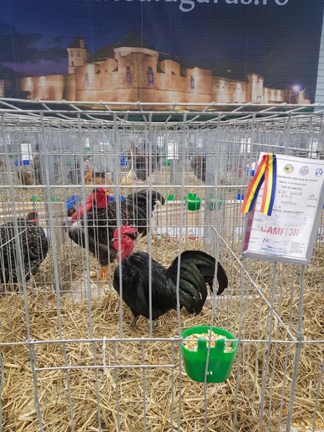 20190112_084906(0) - u -EXPO TARA FAGARASULUI-EXPOZITIA NATIONALA CLUB BRAHMA-COCHIN FĂGĂRAȘ