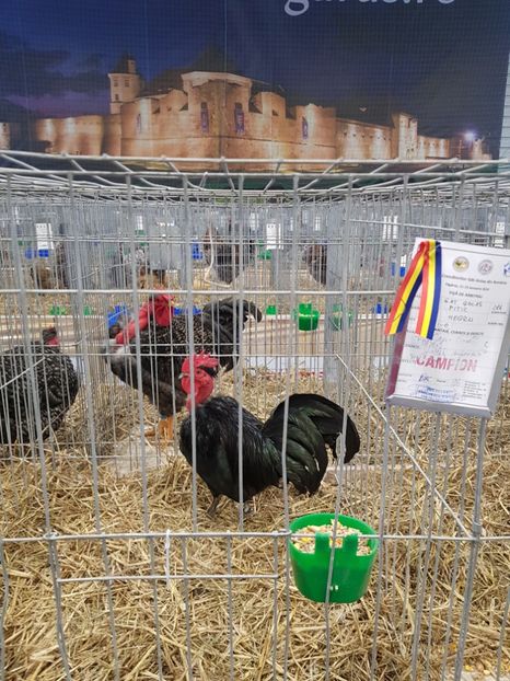  - u -EXPO TARA FAGARASULUI-EXPOZITIA NATIONALA CLUB BRAHMA-COCHIN FĂGĂRAȘ