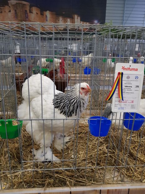 20190112_084915(0) - u -EXPO TARA FAGARASULUI-EXPOZITIA NATIONALA CLUB BRAHMA-COCHIN FĂGĂRAȘ