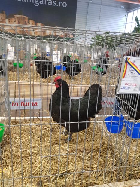 - u -EXPO TARA FAGARASULUI-EXPOZITIA NATIONALA CLUB BRAHMA-COCHIN FĂGĂRAȘ