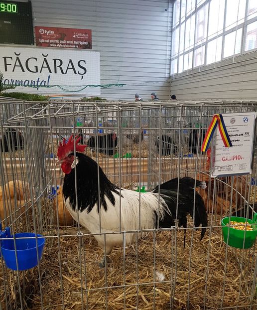 20190112_090047 (2) - u -EXPO TARA FAGARASULUI-EXPOZITIA NATIONALA CLUB BRAHMA-COCHIN FĂGĂRAȘ