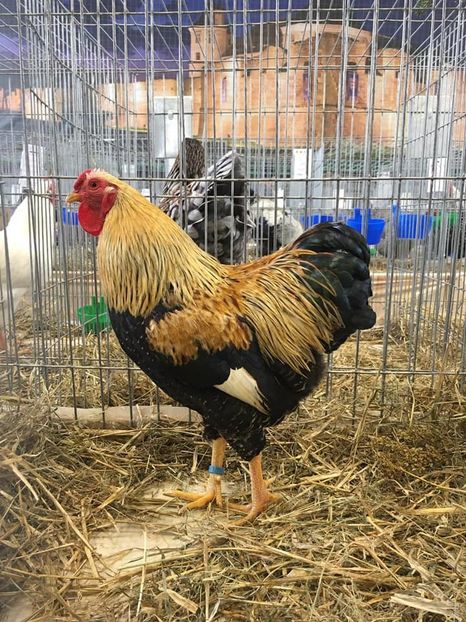  - u -EXPO TARA FAGARASULUI-EXPOZITIA NATIONALA CLUB BRAHMA-COCHIN FĂGĂRAȘ