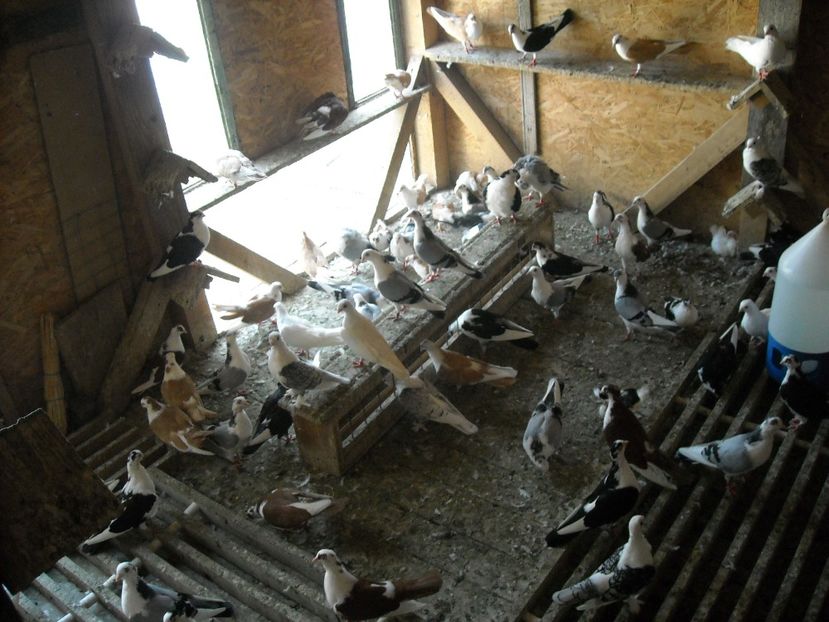  - DE PRIN PORUMBARIE