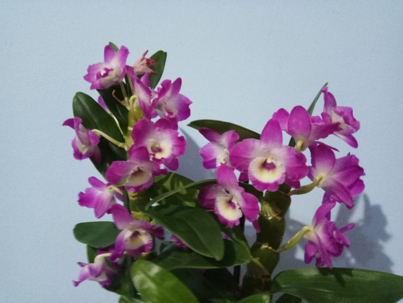 Dendro - 2019 continuare