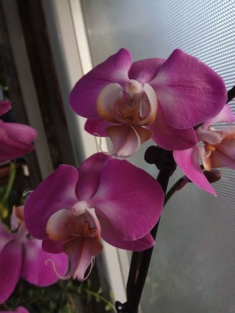 Phale - 2019 continuare