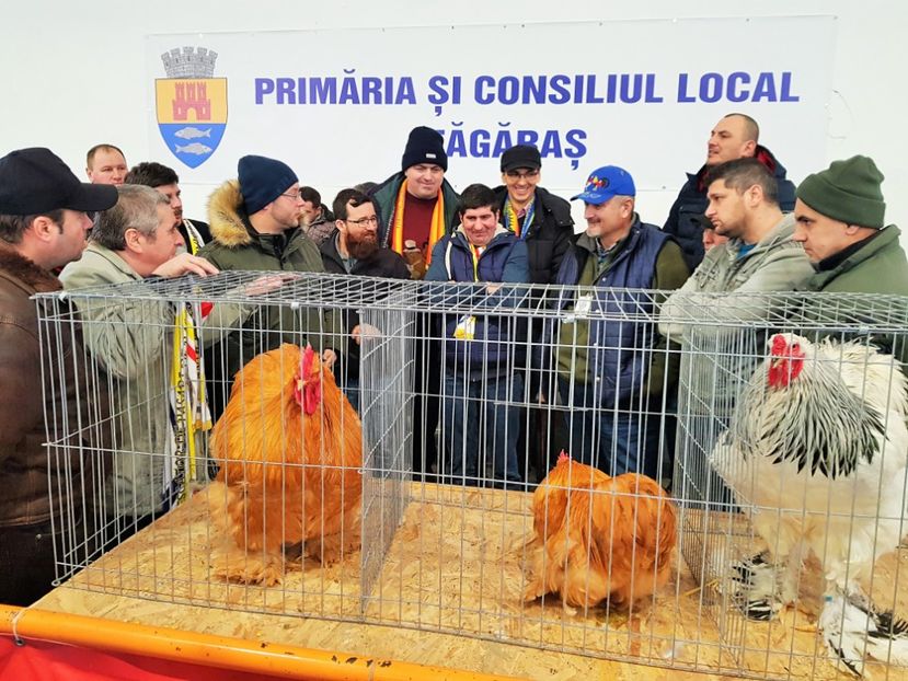 1 (2) - 2--PORUMBARI PASARARI PRIETENI