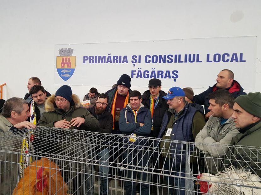  - 2--PORUMBARI PASARARI PRIETENI