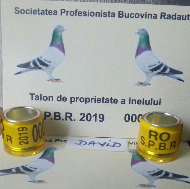 2019-SPBR + talon....-1 leu - Inele porumbei 2019 de vanzare