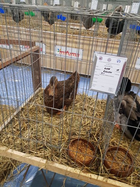  - u -EXPO TARA FAGARASULUI-EXPOZITIA NATIONALA CLUB BRAHMA-COCHIN FĂGĂRAȘ