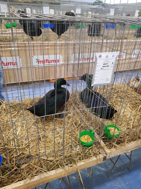  - u -EXPO TARA FAGARASULUI-EXPOZITIA NATIONALA CLUB BRAHMA-COCHIN FĂGĂRAȘ