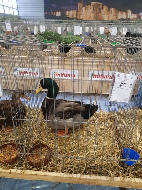  - u -EXPO TARA FAGARASULUI-EXPOZITIA NATIONALA CLUB BRAHMA-COCHIN FĂGĂRAȘ