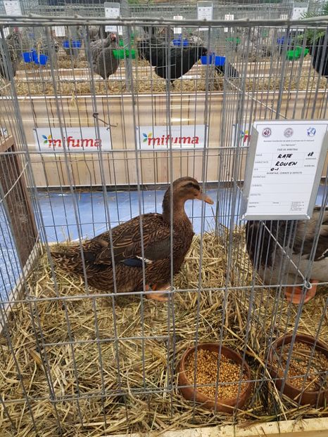  - u -EXPO TARA FAGARASULUI-EXPOZITIA NATIONALA CLUB BRAHMA-COCHIN FĂGĂRAȘ