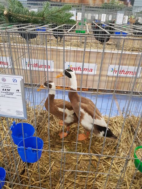 - u -EXPO TARA FAGARASULUI-EXPOZITIA NATIONALA CLUB BRAHMA-COCHIN FĂGĂRAȘ