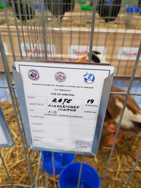  - u -EXPO TARA FAGARASULUI-EXPOZITIA NATIONALA CLUB BRAHMA-COCHIN FĂGĂRAȘ