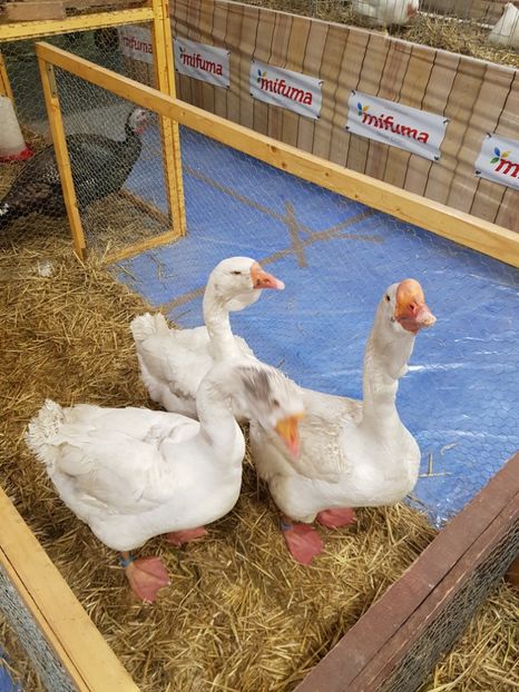  - u -EXPO TARA FAGARASULUI-EXPOZITIA NATIONALA CLUB BRAHMA-COCHIN FĂGĂRAȘ