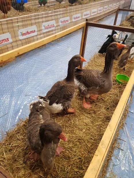  - u -EXPO TARA FAGARASULUI-EXPOZITIA NATIONALA CLUB BRAHMA-COCHIN FĂGĂRAȘ