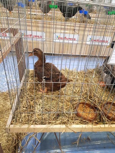  - u -EXPO TARA FAGARASULUI-EXPOZITIA NATIONALA CLUB BRAHMA-COCHIN FĂGĂRAȘ