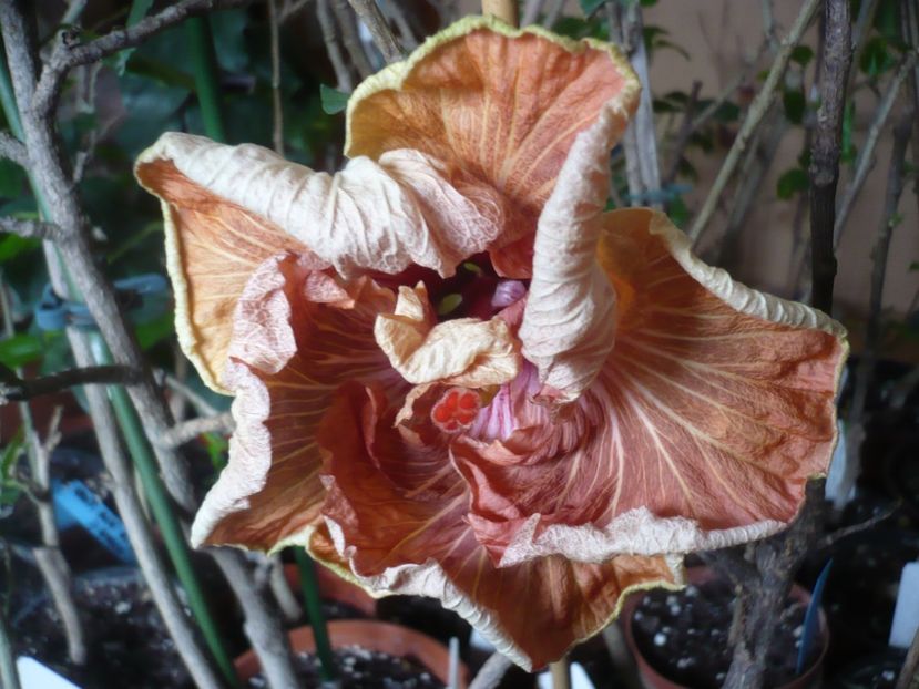 15.01.2019 - HIBISCUSI 2019-1