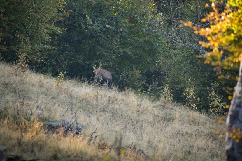 Cerb carpatin - Octombrie 2018