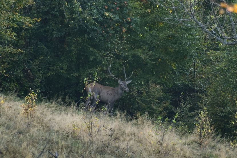 Cerb carpatin - Octombrie 2018