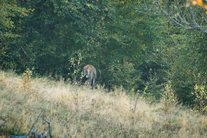 Cerb carpatin - Octombrie 2018