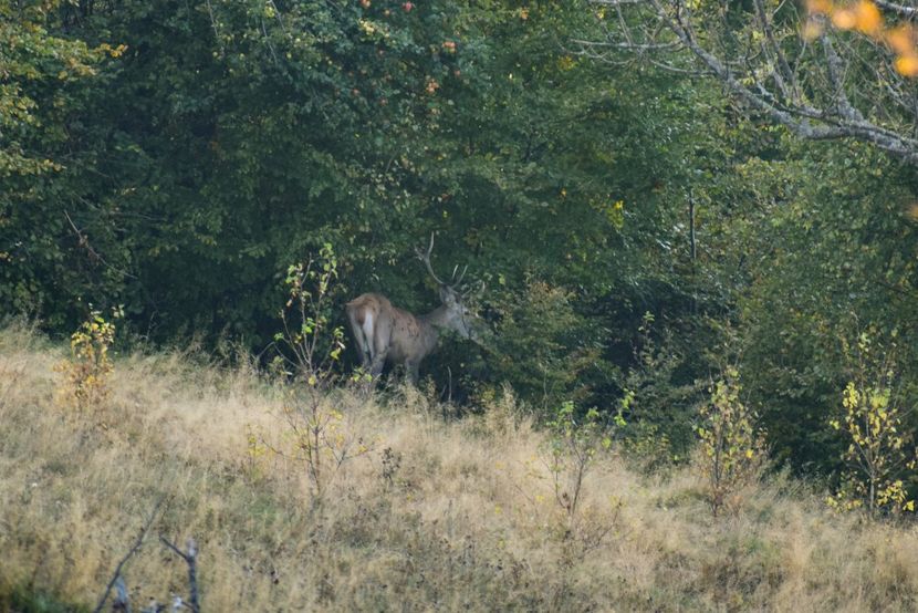 Cerb carpatin - Octombrie 2018